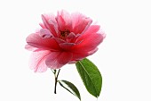 Camellia, Single pink camellia flower with leaves on a short stem shown against a pure white background.