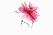 Camellia, Single pink camellia flower with leaves on a short stem shown against a pure white background.