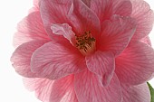 Camellia, Close up of an open pink camellia flower shown against a pure white background.