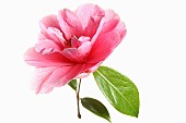 Camellia, Single pink camellia flower with leaves on a short stem shown against a pure white background.