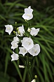 Canterbury Bell, Campanula medium, A stem of open flowers and buds.