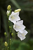 Canterbury Bell, Campanula medium, Close up of 3 open flowers and buds on a single stem.