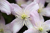 Clematis, Clematis Montana Wilsonii, A open white flower with pink tinging showing filaments and stamen.
