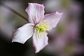 Clematis, Clematis Montana Wilsonii, A single open white flower with pink tinging.