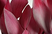 Cyclamen, Cyclamen Alpine Violet, Close up of open pink flower heads shown against a pure white background.