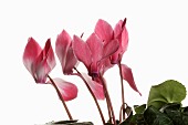 Cyclamen, Cyclamen Alpine Violet, Open pink flower heads with leaves, shown against a pure white background.