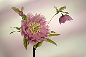 Hellebore, Open flower head on a stem, with a bud and second flower in side view.