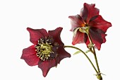 Hellebore, Open black hellebore flower head on a stem, with a second flower in back view, against a pure white background.