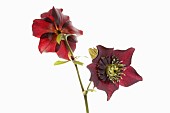 Hellebore, Open black hellebore flower head on a stem, with a second flower in backview, against a pure white background.