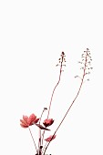 Coral bells, Heuchera Marmalade flower stems growing above leaves, shown against a pure white background.