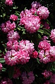 Rhododendron, Rhododendron  Rosy Dream yakushimanum x Britannia, Deep pink flowers in bloom borne on a bush.