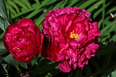 Peony, Paeonia Kansas,  2 open red flower heads showing bright yelow stamen.