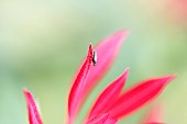 Pieris, Tip of pieris leaf with insect.