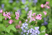 Campion, Red Campion, Silene dioica, Open flower heads against a light green background.