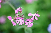 Campion, Red Campion, Silene dioica, Open flower heads against a light green background.