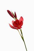 Kaffir Lily, Schizostylis coccinea, Open deep pink flower heads on a single stem with filaments and stamen shot against a pure white background.