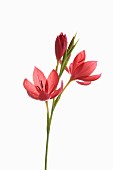 Kaffir Lily, Schizostylis coccinea, Open deep pink flower heads on a single stem with filaments and stamen shot against a pure white background.