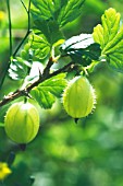 RIBES UVA-CRISPA, GOOSEBERRY