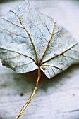 DRY AUTUMNAL LEAF