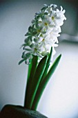 HYACINTHUS, HYACINTH