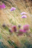 SCABIOSA, SCABIOUS