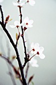 PRUNUS AVIUM, CHERRY