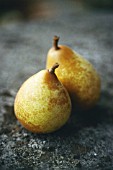 PYRUS COMMUNIS, PEAR