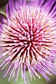 CYNARA SCOLYMUS, ARTICHOKE