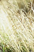 GRASS