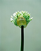 ALLIUM AMPELOPRASUM, LEEK