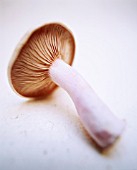 PSALLIOTA, MUSHROOM