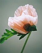 PAPAVER ORIENTALE CEDRIC MORRIS, POPPY - ORIENTAL POPPY