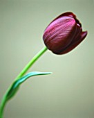 TULIPA QUEEN OF NIGHT, TULIP