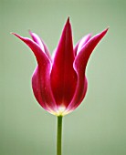 TULIPA ALADDIN, TULIP