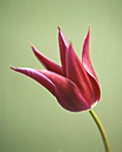 TULIPA ALADDIN, TULIP