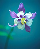 AQUILEGIA VULGARIS, AQUILEGIA, COLUMBINE