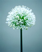 ALLIUM, ALLIUM