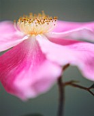 ROSA CANINA, ROSE, WILD ROSE, DOG ROSE