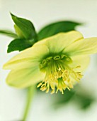 HELLEBORUS HYBRIDUS, HELLEBORE