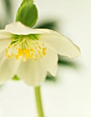 HELLEBORUS HYBRIDUS, HELLEBORE