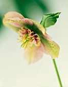 HELLEBORUS HYBRIDUS, HELLEBORE