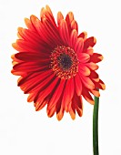 GERBERA, GERBERA