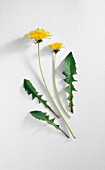 TARAXACUM OFFICINALE, DANDELION