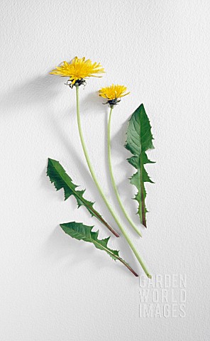 TARAXACUM_OFFICINALE_DANDELION