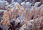 PTERIDIUM AQUILINUM, FERN - BRACKEN