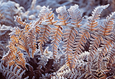 PTERIDIUM_AQUILINUM_FERN__BRACKEN