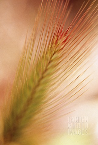 HORDEUM_MURINUM_WALL_BARLEY