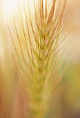 HORDEUM MURINUM, WALL BARLEY