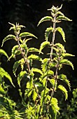 URTICA DIOICA, NETTLE