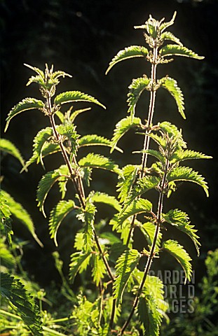 URTICA_DIOICA_NETTLE